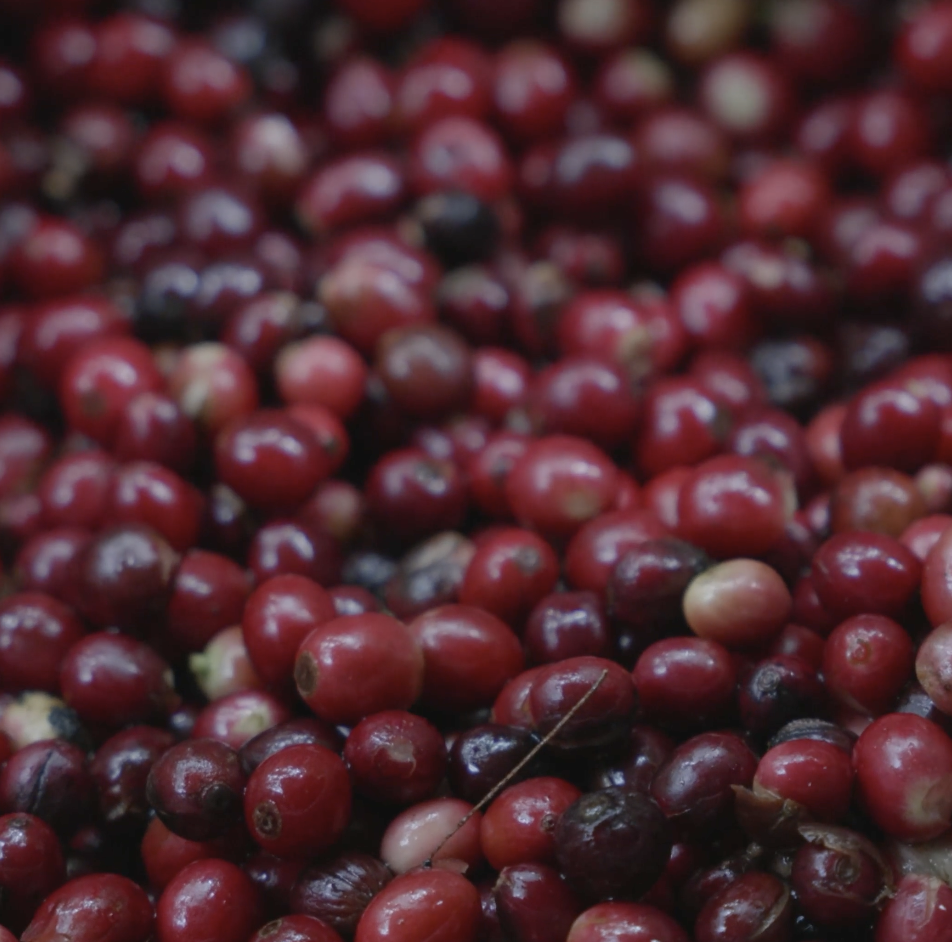 Coffee Cherries Explained: Health Benefits and Uses: Complete Guide