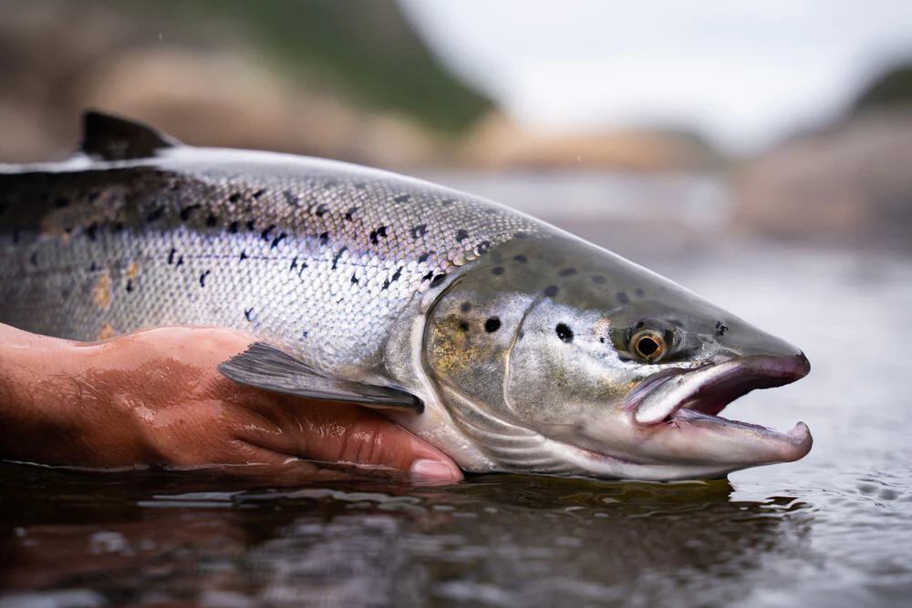 Fresh-caught wild salmon from Pacific Northwest waters