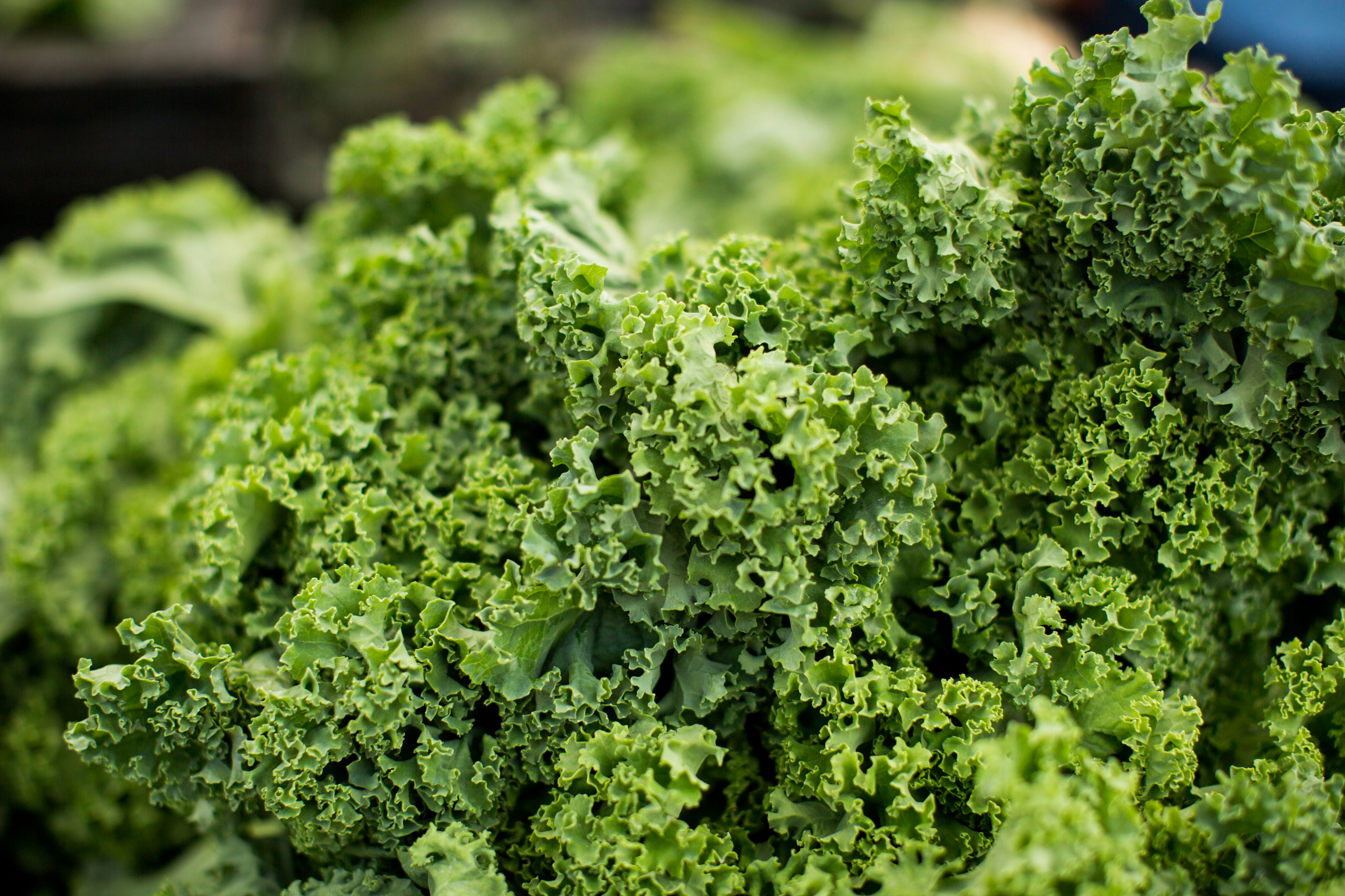 5 Creative Kale Recipes: Unleash Its Nutritional Power