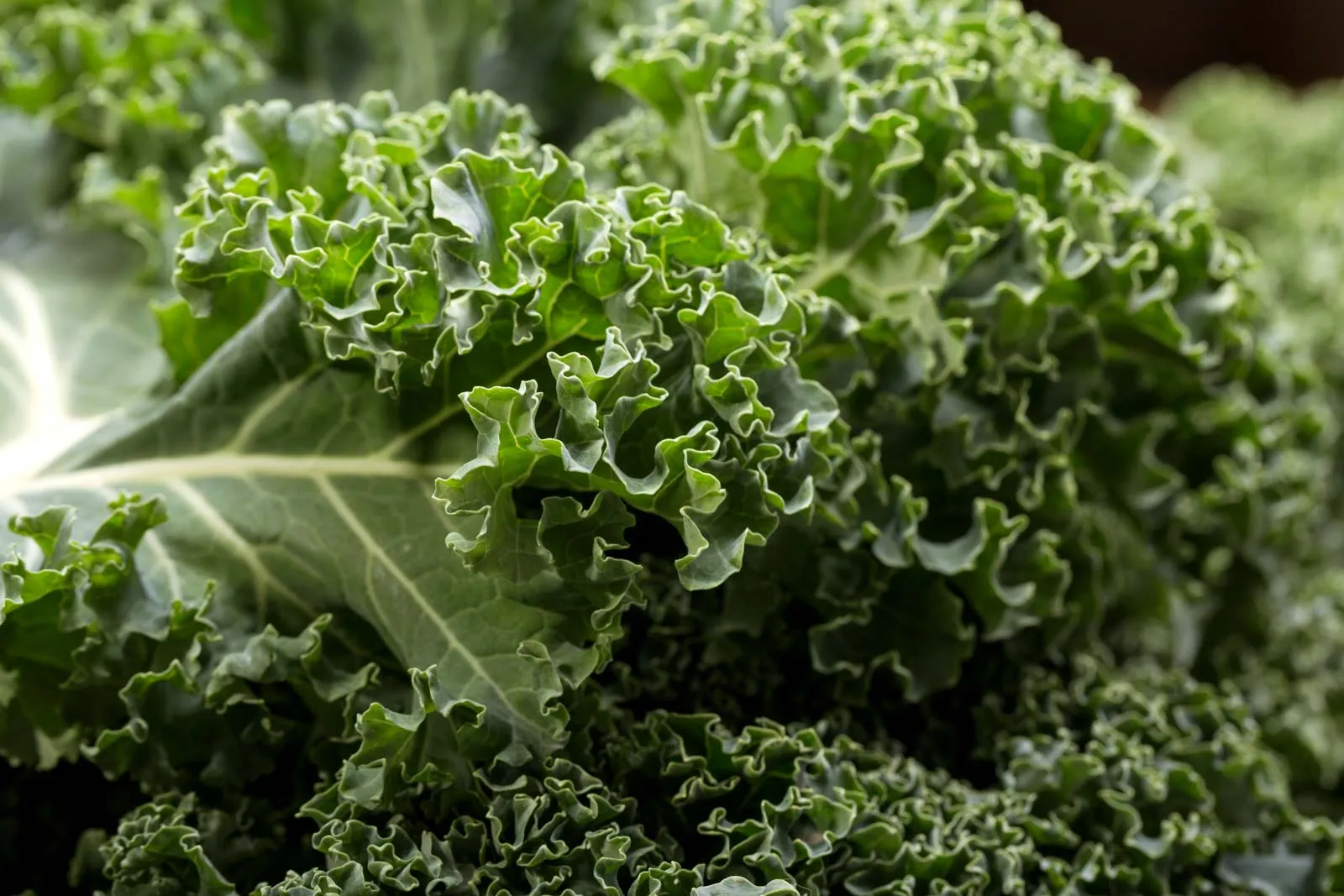 10 Best Kale Uses: Delicious Recipes and Cooking Tips: Complete Guide